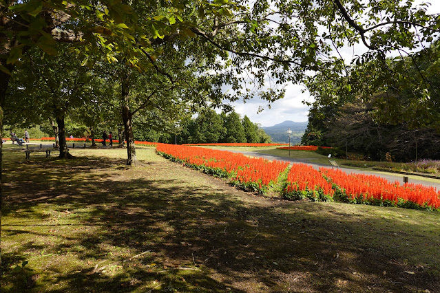 鳥取県西伯郡南部町鶴田　とっとり花回廊　花の丘