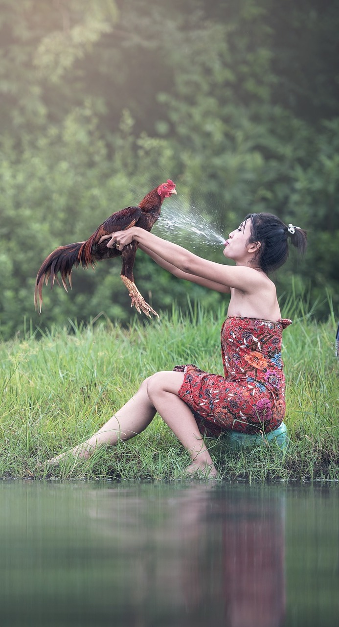 Funny picture of a chicken bath.