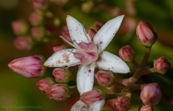 Tiny Wild Flower Canon 100-400mm f/4.5-5.6L IS USM Lens / Canon 500D Close-Up Lens Filter Copyright Vernon Chalmers