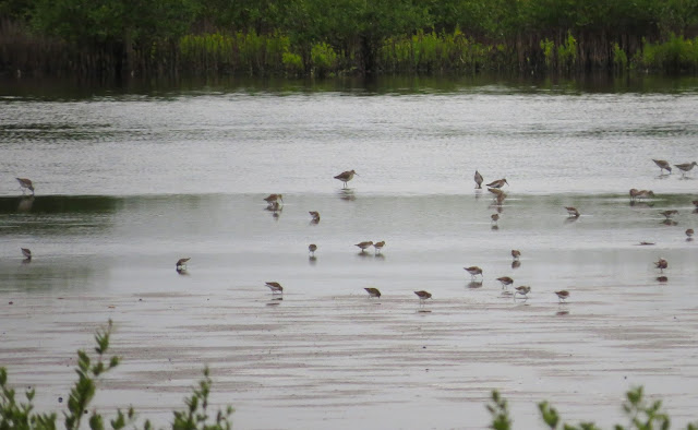 Waders - Merritt Island, Florida