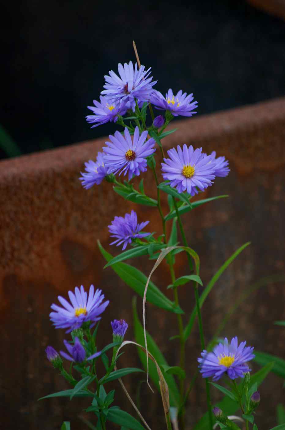 Blue Aster Flower Blue aster