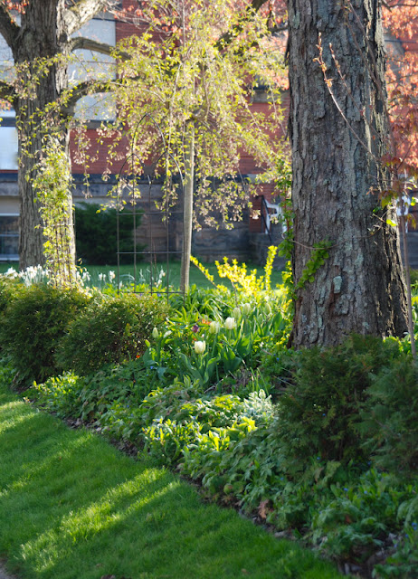 Spring view to Cherry Corner Garden, which is a semi-sun planting. The pink weeping cherry still presides though it has now been done blooming for a couple of weeks. 