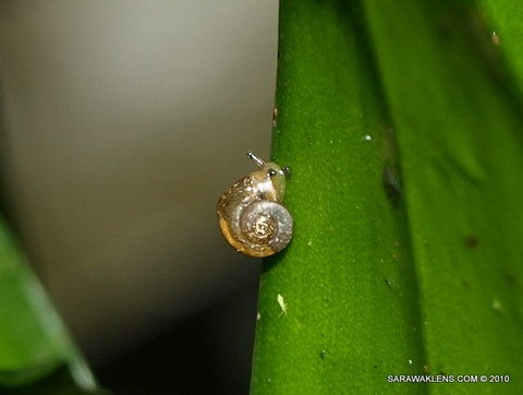 Phalaenopsis_snails_orchid_pests_13