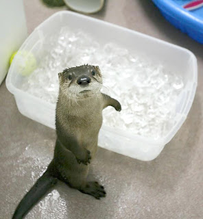 I'm more of an Otter Pup, actually