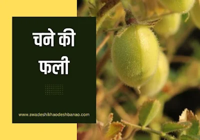 chcikpea legume in hindi