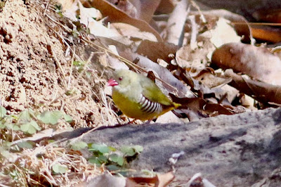 "The green avadavat, known as the green munia (Amandava formosa), is an Estrildid finch with a green and yellow body, a vivid red beak, and black "zebra stripes" on its sides. They are indigenous to Mount Abu.The photograph depicts a bird on a forest walk."