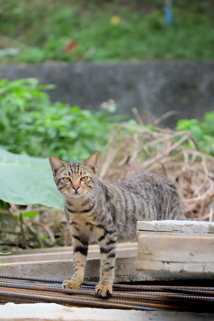 新北景點 猴硐貓村