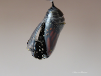 This is how a Monarch chrysalis opens up to let the butterfly out - © Denise Motard