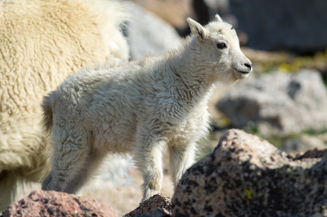 Mountain Goat, Mount Evans