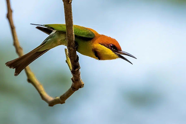 বাংলাদেশের পাখি : সুইচোরা