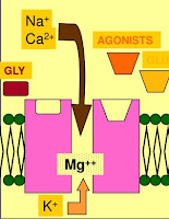 Glutaminergic synapse