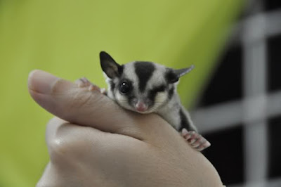 Penyebab Sugar Glider Mati Mendadak