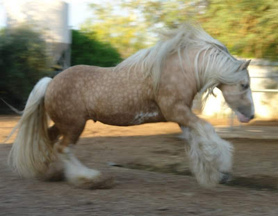 world's beautiful horses