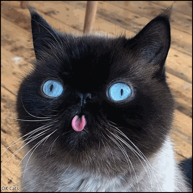 ART Cat GIF • Hmm, I think that my cat definitively BROKEN! I must call an exorcist ASAP [ok-cats.com]
