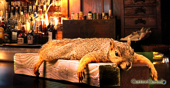 Esquilo bêbado invade bar, 'enche a cara' e da prejuízo de R$1.500 na Inglaterra