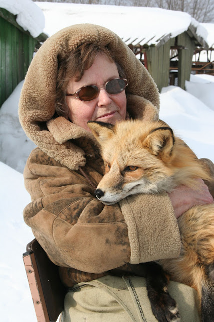 Lyudmila Trut with one of her beloved tame foxes in Siberia