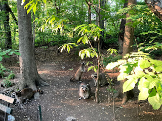 raccoons at Central Park