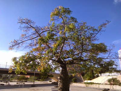 arbol de la seda