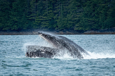 Humpback Whale near Wrangell, Alaska