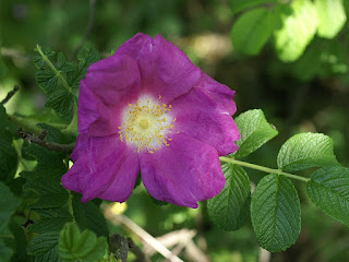 Rosier rugueux - Rosa rugosa - Rosier du Japon