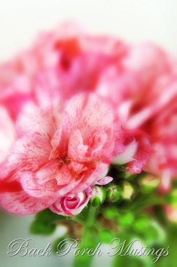 shuttergeranium2b
