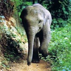 gambar gajah, foto gajah