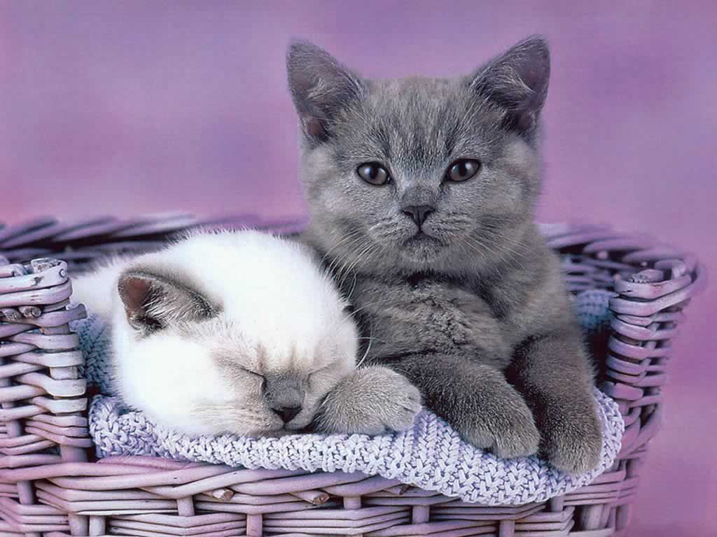 Cute Kitten Pic