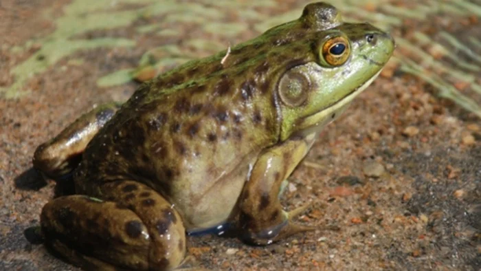 kodok kartun, perbedaan kodok dan katak, kodok south sudan, kodok lucu, kodok sawah, kodok bangkong, nama latin kodok, ciri ciri katak