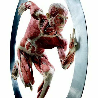 Body-Worlds-4