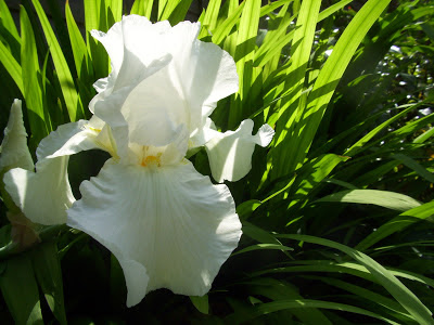 White bearded iris