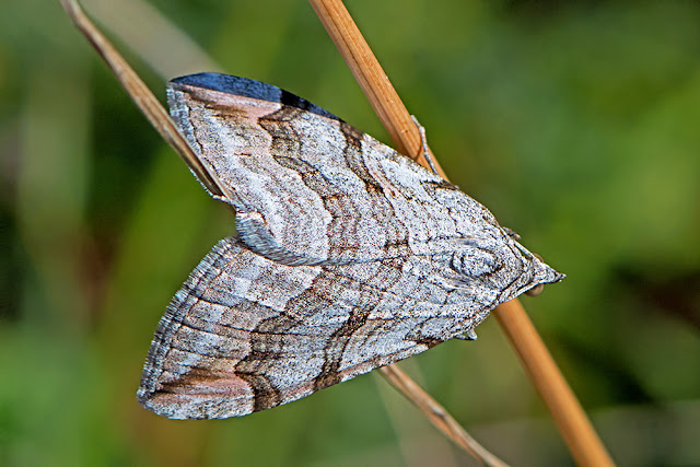 Aplocera efformata the Lesser Treble-bar moth