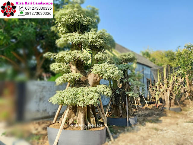 Kamboja Fosil, Panggang Iprik, Bonsai Beringin Dolar, Bonsai Serut Fosil, Randu Varigata, Pohon Pule Monster, BotleTree, Olive Tree Zaitun, Bonsai Dolar Mangkok, Pohon Tabebuya, Bonsai Anting Putri, Pohon Jasmin Dll