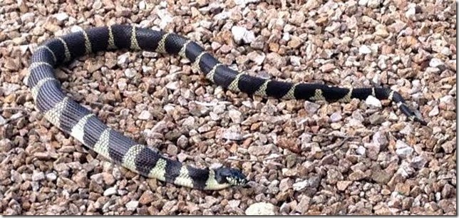 Kingsnake with rattler inside 9-21-2014 7-04-17 AM 630x297