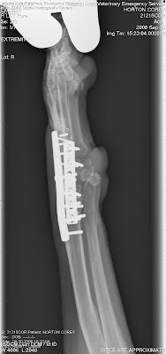 XRAYS