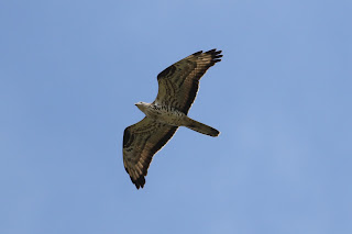 Adult Male Honey Buzzard