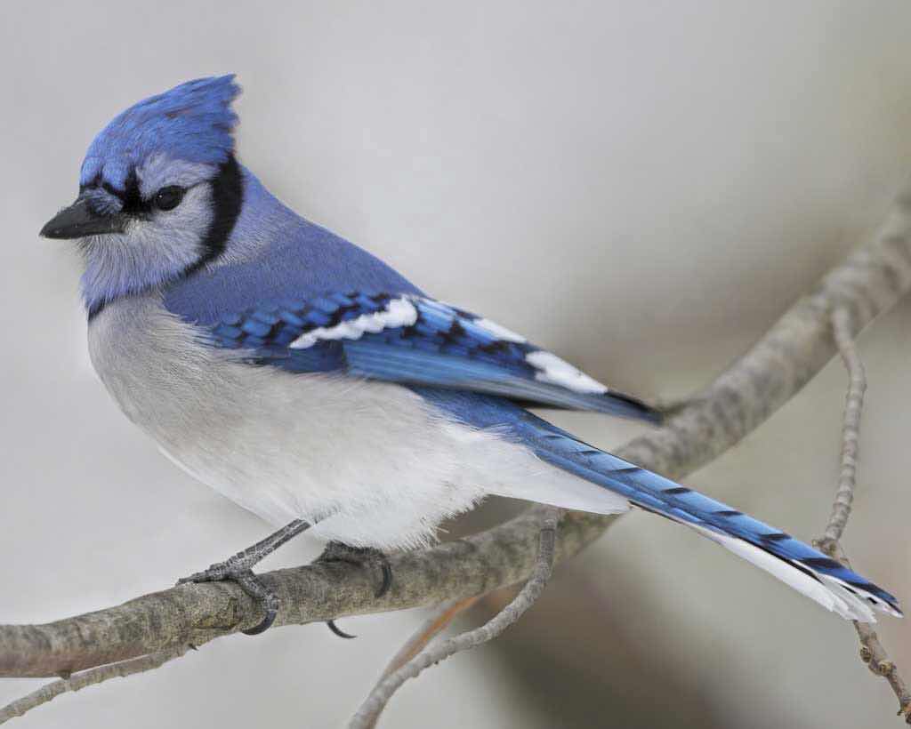 Blue Jay photograph from Audubon Society www.audubon.org