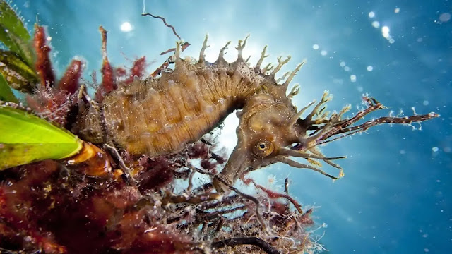 Seahorse