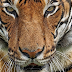 Tiger In The Zoo Tests Positive For COVID-19