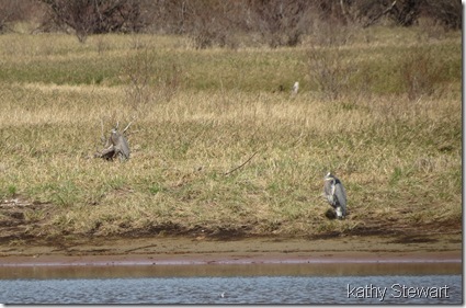 Two Heron