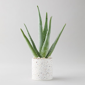 Aloe Vera (Aloe barbadensis miller) in a white speckled pot.