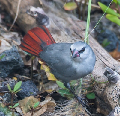 Estrilda azulada (Glaucestrilda coerulescens)