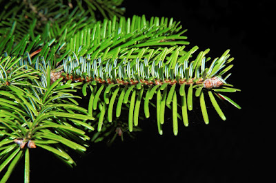 El abeto, un árbol con muchos beneficios para la salud