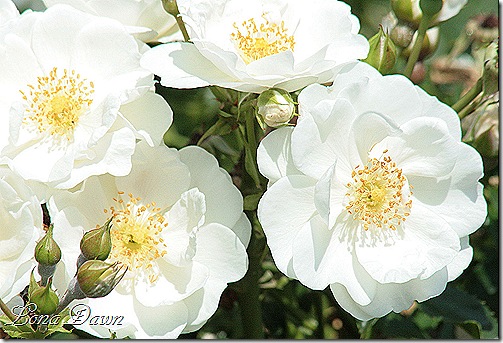 LG_Innocentia_Vigorosa_Kordes