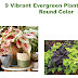 9 Vibrant Evergreen Plants for Year-Round Color
