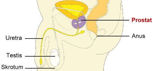 Letak kelenjar prostat
