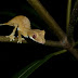 Spear Point Leaf Tail Gecko