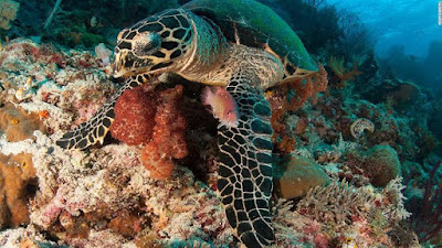 turtle in coral reefs