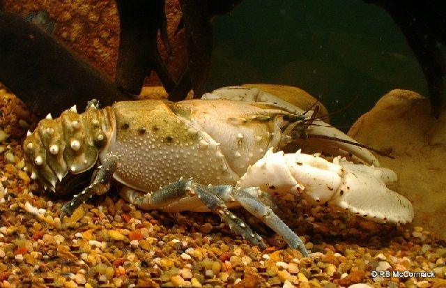 Kumpulan Gambar  Lobster Air Tawar Terbesar di Dunia yang  