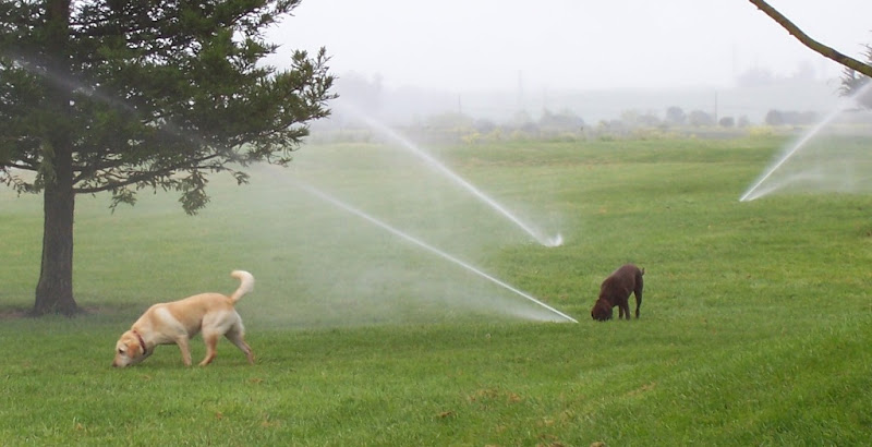 cabana and latte both have their heads down in the grass, ignoring the sprinklers