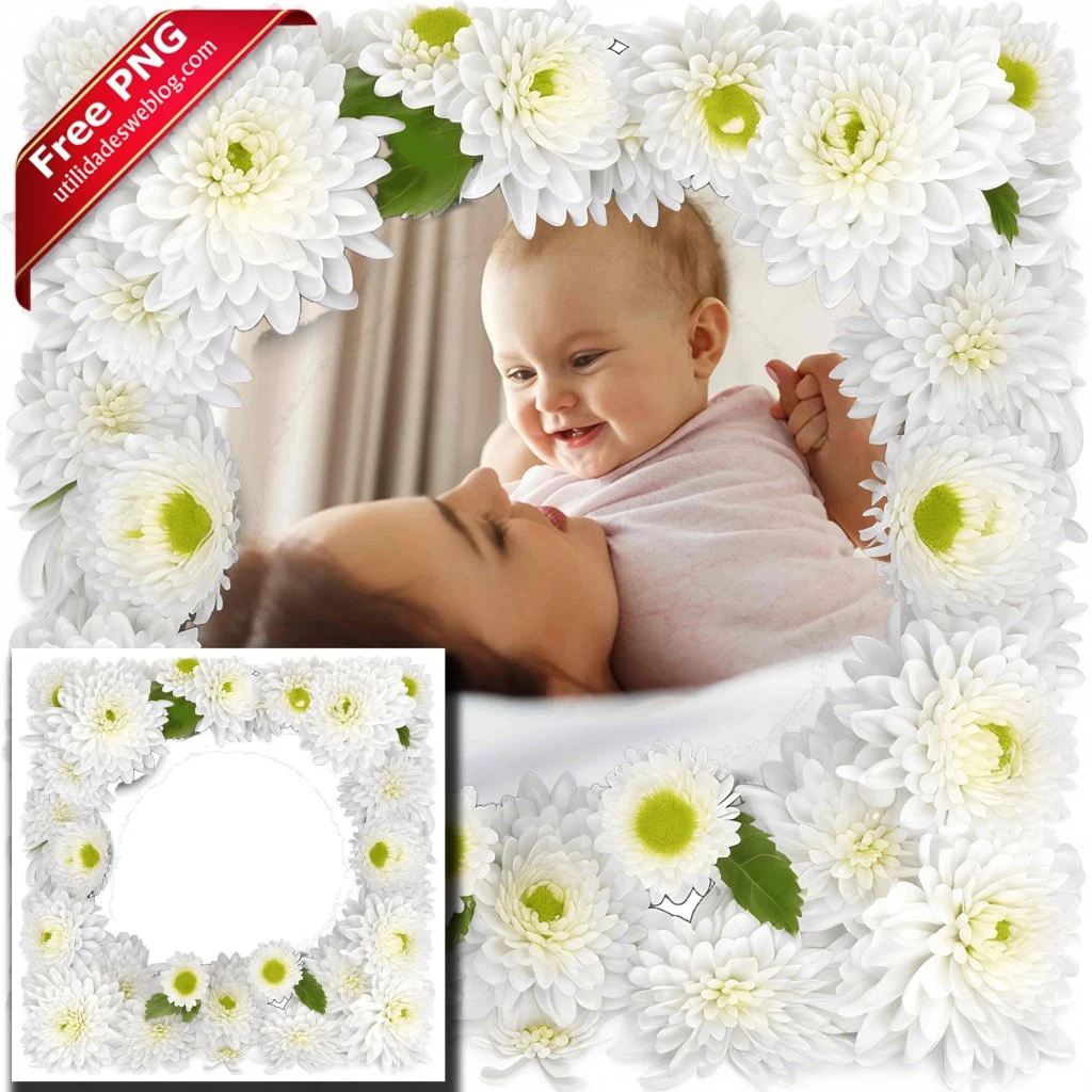 marco para fotos con flores de chrysanthemum o crisantemo blanco en png con fondo transparente para descargar gratis